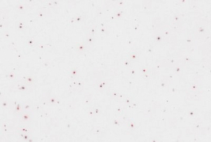 Noblle Quartz Q117 Jade White - изображение