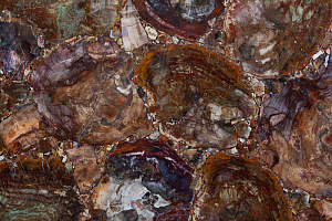 Полудрагоценный камень Ретро Петрифайд Вуд - изображение