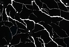IDS 6033 Calacata - изображение